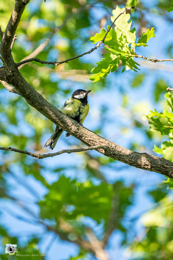 Aves, Birds, Great Tit, Mésange charbonnière, Oiseaux, Paridae, Paridés, Parus major, Passériformes, Uccelli, Vögel, alpes de haute provence, faune, luberon, oiseau, revest-des-brousses__
