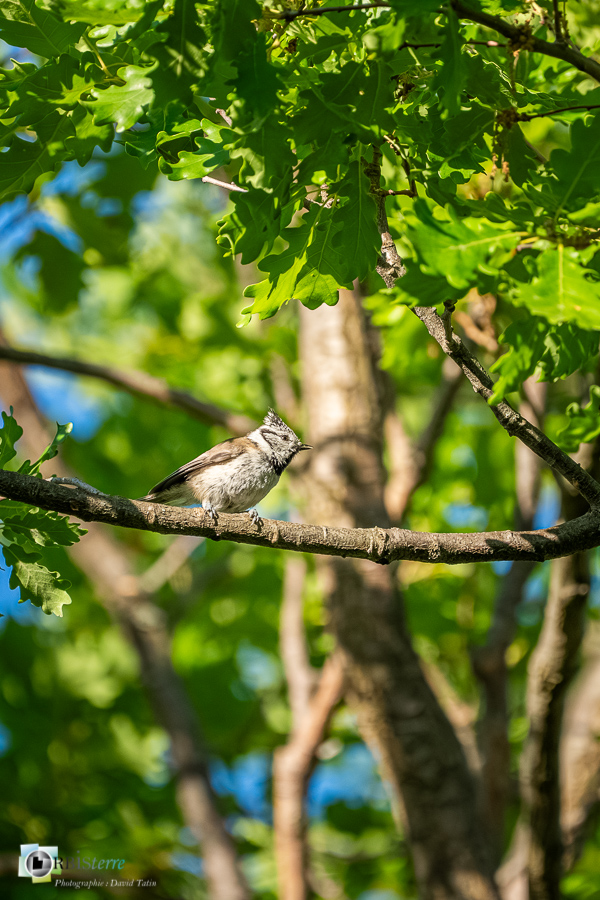 Aves, Birds, European Crested Tit, Lophophanes cristatus, Mésange huppée, Oiseaux, Paridae, Paridés, Passériformes, Uccelli, Vögel, alpes de haute provence, faune, luberon, oiseau, revest-des-brousses__