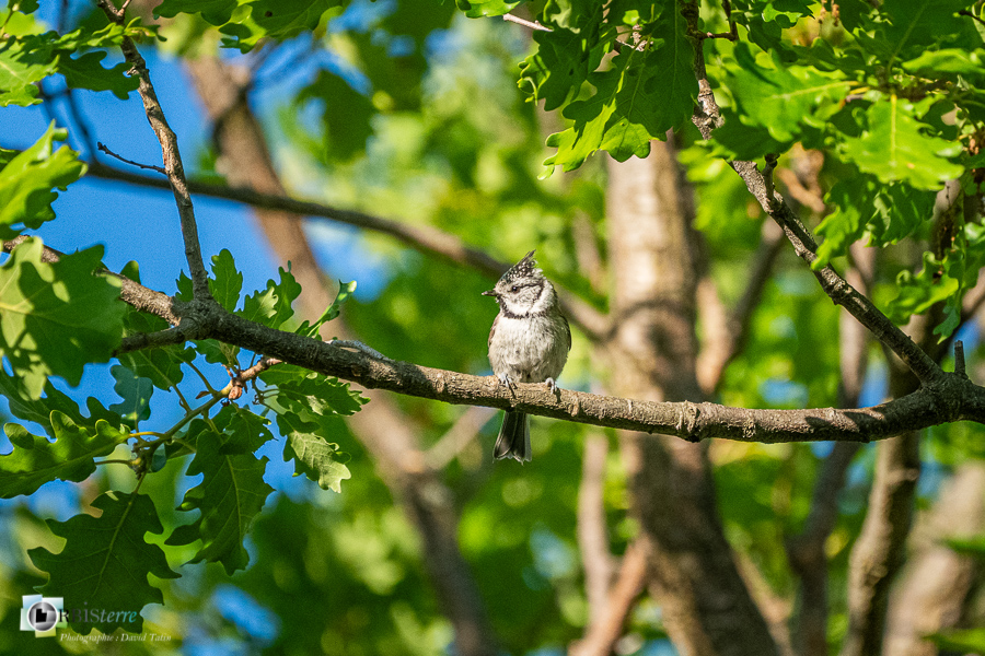 Aves, Birds, European Crested Tit, Lophophanes cristatus, Mésange huppée, Oiseaux, Paridae, Paridés, Passériformes, Uccelli, Vögel, alpes de haute provence, faune, luberon, oiseau, revest-des-brousses__