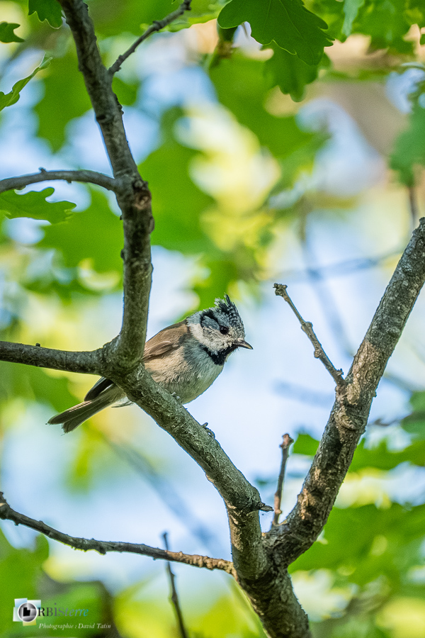 Aves, Birds, European Crested Tit, Lophophanes cristatus, Mésange huppée, Oiseaux, Paridae, Paridés, Passériformes, Uccelli, Vögel, alpes de haute provence, faune, luberon, oiseau, revest-des-brousses__