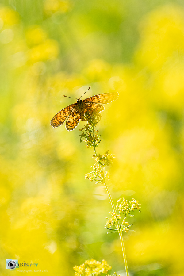 alpes de haute provence, faune, insecte, luberon, lépidoptère, mélitée, papillon, revest-des-brousses__