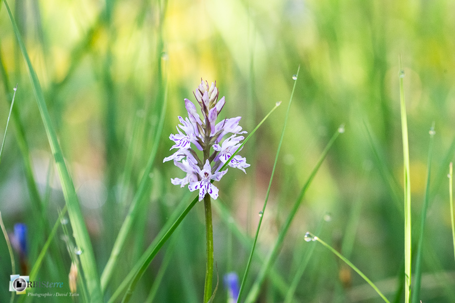 alpes de haute provence, dactylorhiza fuchsii, flore, luberon, orchidée, revest-des-brousses__