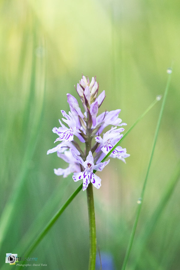 alpes de haute provence, dactylorhiza fuchsii, flore, luberon, orchidée, revest-des-brousses__