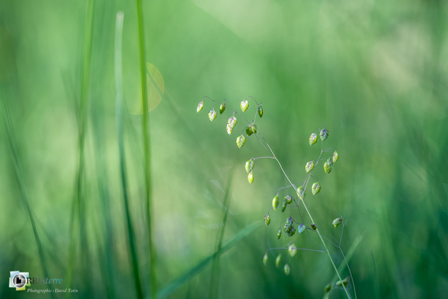 Briza media, alpes de haute provence, flore, graminée, luberon, revest-des-brousses__