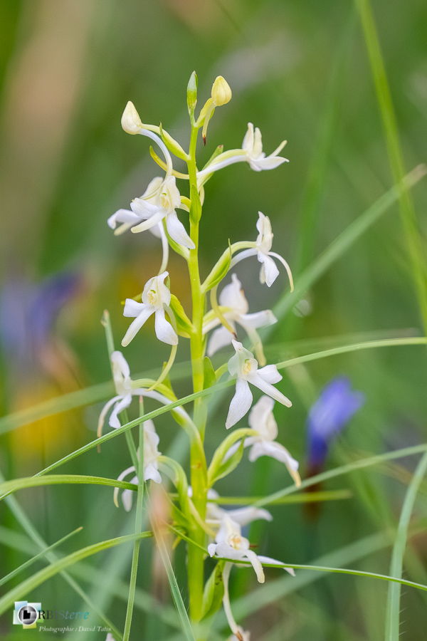 alpes de haute provence, flore, luberon, orchidée, plantanthera bifolia, revest-des-brousses__