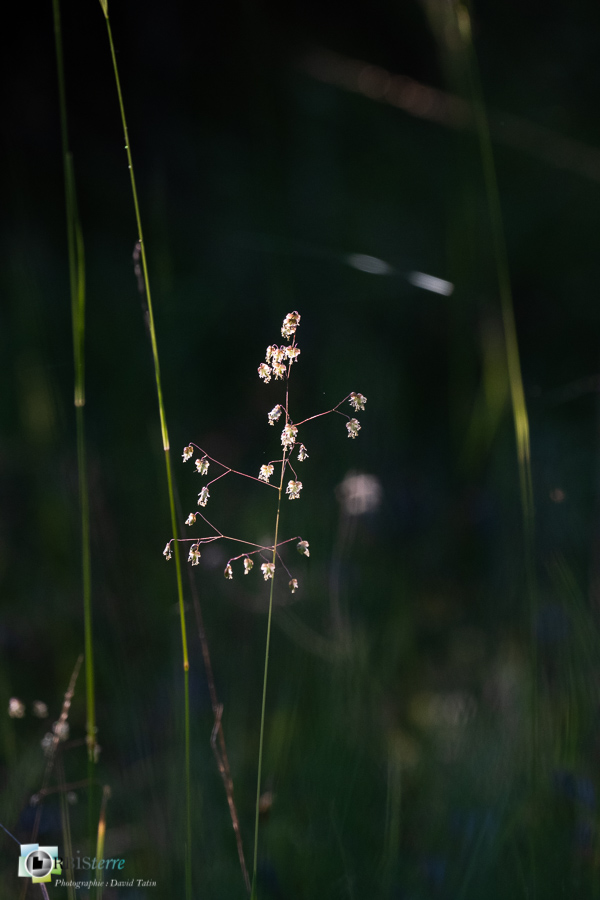 Briza media, alpes de haute provence, flore, graminée, luberon, revest-des-brousses__