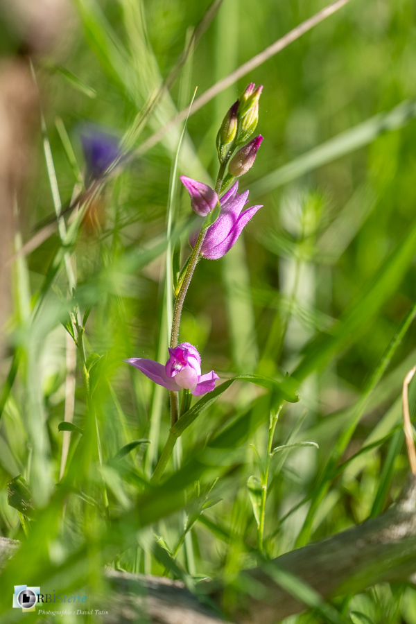 alpes de haute provence, cephalantera rubra, céphalanthère rouge, flore, luberon, orchidée, revest-des-brousses__