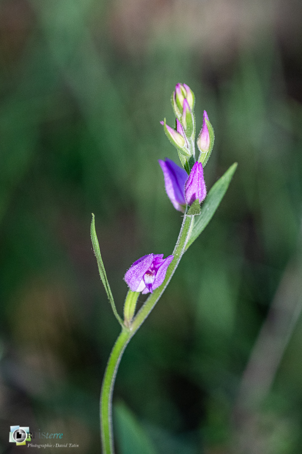 alpes de haute provence, cephalantera rubra, céphalanthère rouge, flore, luberon, orchidée, revest-des-brousses__