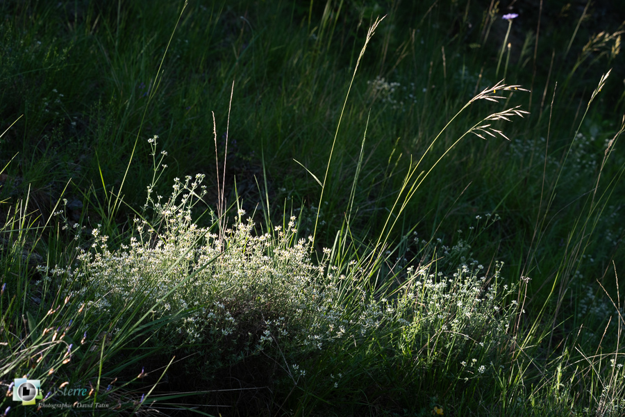 Badasse, Lotus dorycnium, alpes de haute provence, luberon, revest-des-brousses__