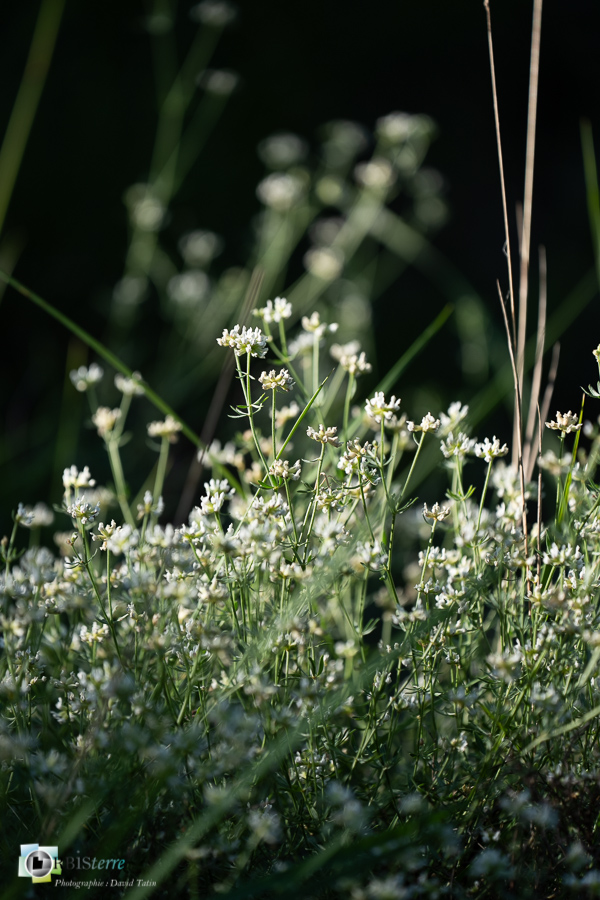 Badasse, Lotus dorycnium, alpes de haute provence, luberon, revest-des-brousses__