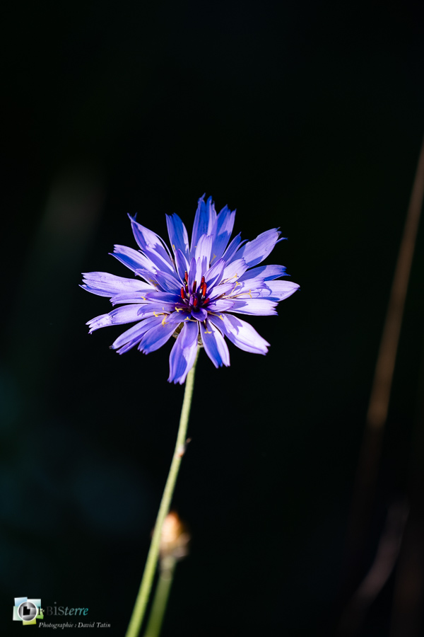 alpes de haute provence, catananche bleue, flore, luberon, revest-des-brousses__