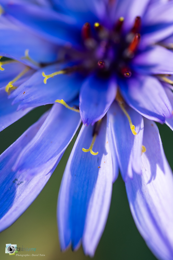 alpes de haute provence, catananche bleue, flore, luberon, revest-des-brousses__