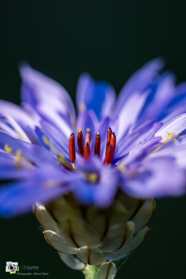 alpes de haute provence, catananche bleue, flore, luberon, revest-des-brousses__