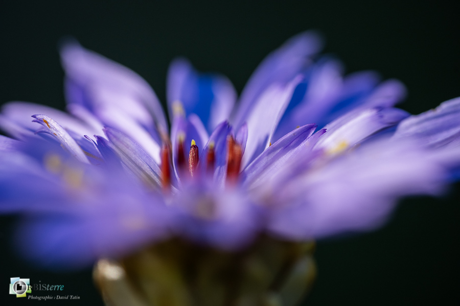 alpes de haute provence, catananche bleue, flore, luberon, revest-des-brousses__
