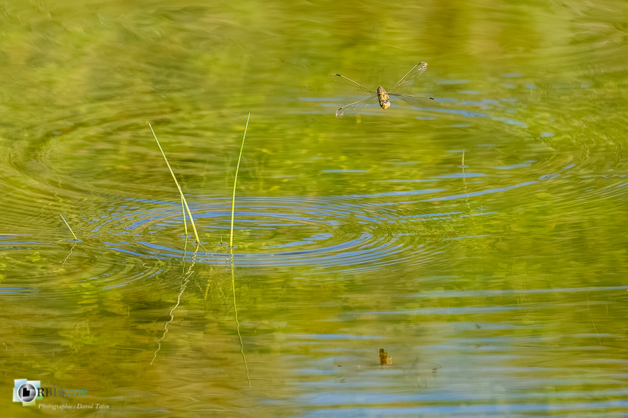 Orthetrum cancellatum, alpes de haute provence, faune, insecte, libellule, luberon, orthetrum réticulé, revest-des-brousses__