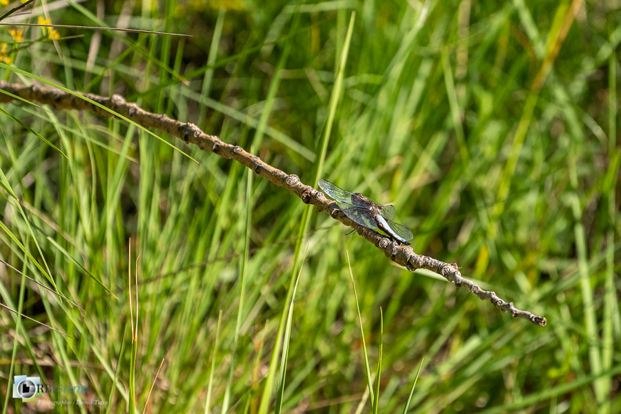 alpes de haute provence, faune, insecte, libellula depressa, libellule, libellule déprimée, luberon, revest-des-brousses__