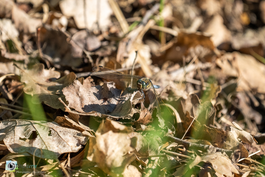 Orthetrum cancellatum, alpes de haute provence, faune, insecte, libellule, luberon, orthetrum réticulé, revest-des-brousses__