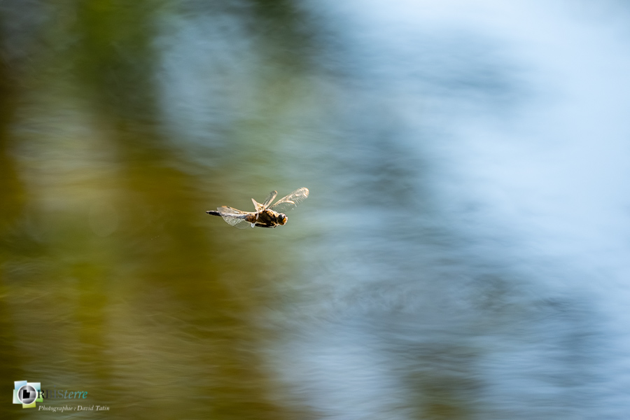 Orthetrum cancellatum, alpes de haute provence, faune, insecte, libellule, luberon, orthetrum réticulé, revest-des-brousses__