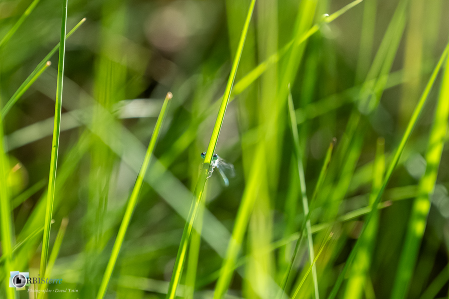 agrion mignon, alpes de haute provence, coenagrion scitulum, faune, insecte, libellule, luberon, odonate, revest-des-brousses__