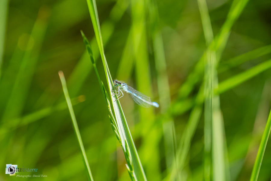 agrion mignon, alpes de haute provence, coenagrion scitulum, faune, insecte, libellule, luberon, odonate, revest-des-brousses__