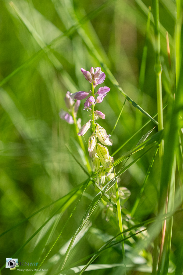 alpes de haute provence, flore, luberon, polygale, revest-des-brousses__