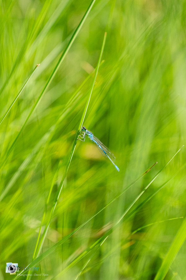 agrion mignon, alpes de haute provence, coenagrion scitulum, faune, insecte, libellule, luberon, odonate, revest-des-brousses__