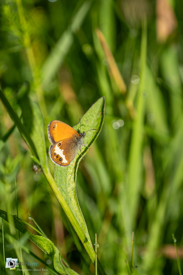 Coenonympha arcania, alpes de haute provence, céphale, faune, insecte, luberon, lépidoptère, papillon, revest-des-brousses__