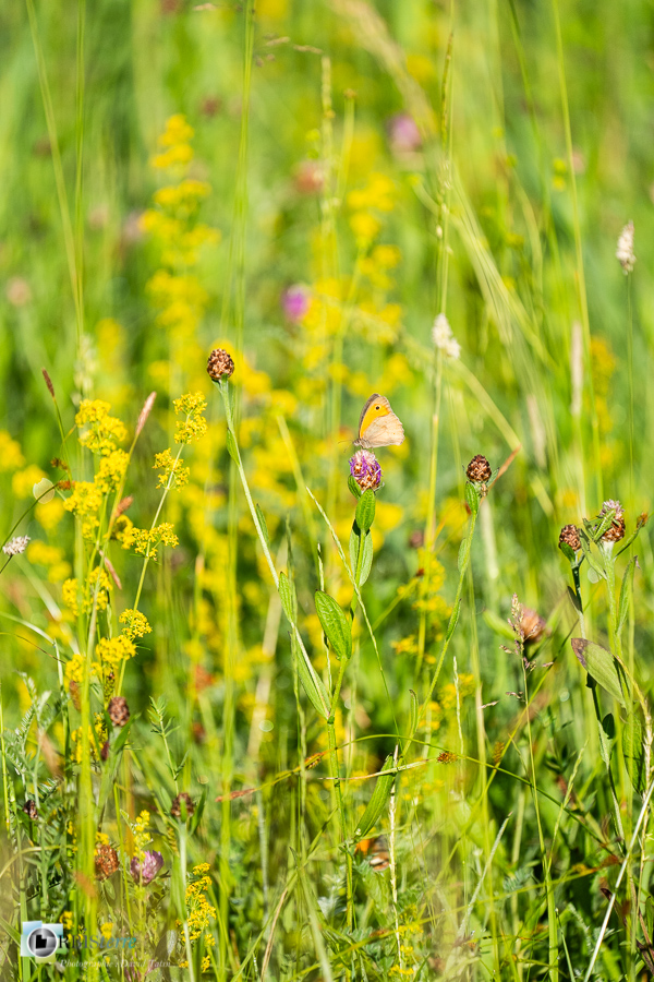 alpes de haute provence, faune, insecte, luberon, lépidoptère, maniola jurtina, myrtil, papillon, revest-des-brousses__