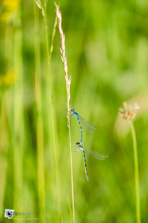 agrion mignon, alpes de haute provence, coenagrion scitulum, faune, insecte, libellule, luberon, odonate, revest-des-brousses__
