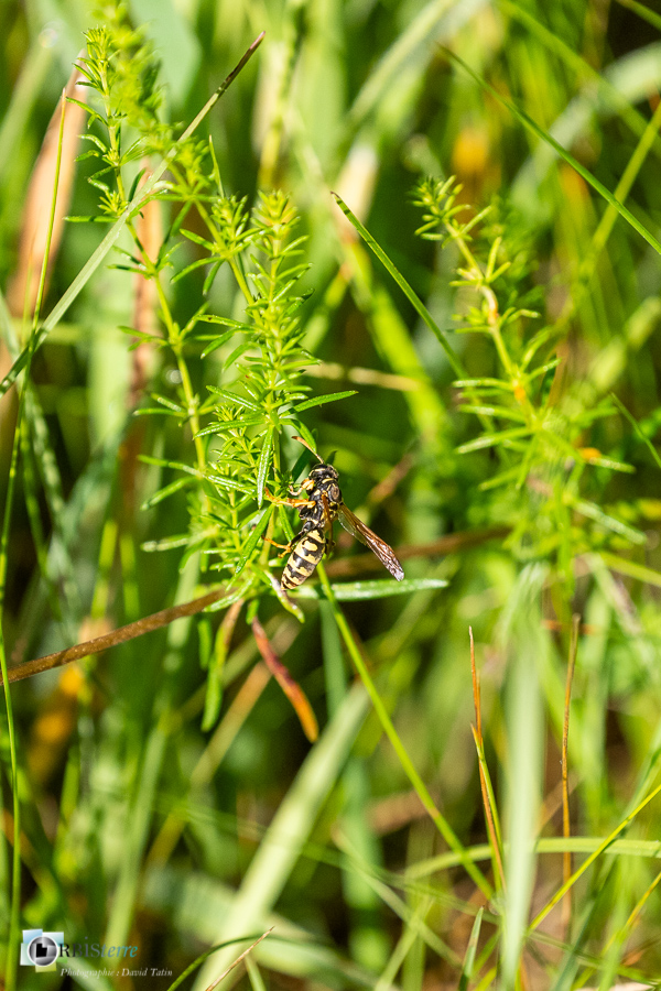 alpes de haute provence, faune, guêpe poliste, hyménoptère, insecte, luberon, revest-des-brousses__