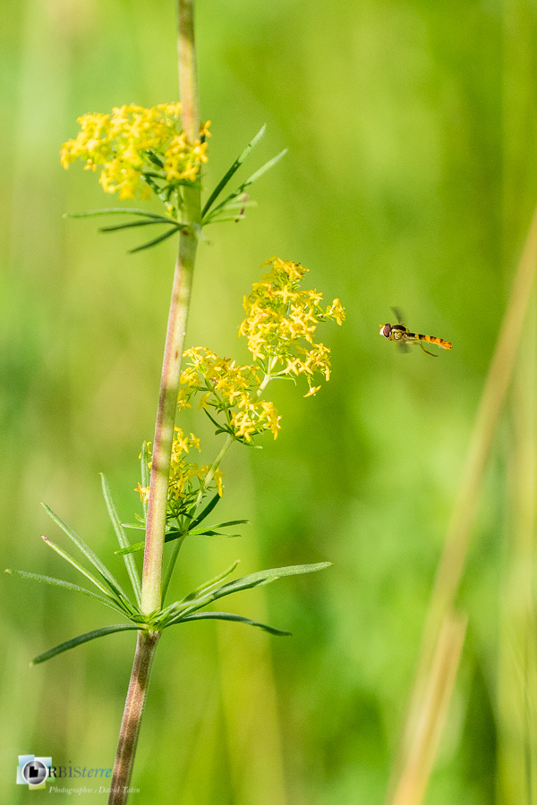 alpes de haute provence, diptère, faune, insecte, luberon, revest-des-brousses, syrphe__