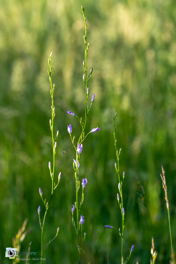 alpes de haute provence, campanula rapunculus, campanule raiponce, flore, luberon, revest-des-brousses__