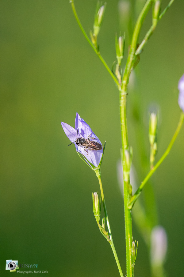 alpes de haute provence, andrène, campanula rapunculus, campanule raiponce, faune, flore, hyménoptère, insecte, luberon, revest-des-brousses__