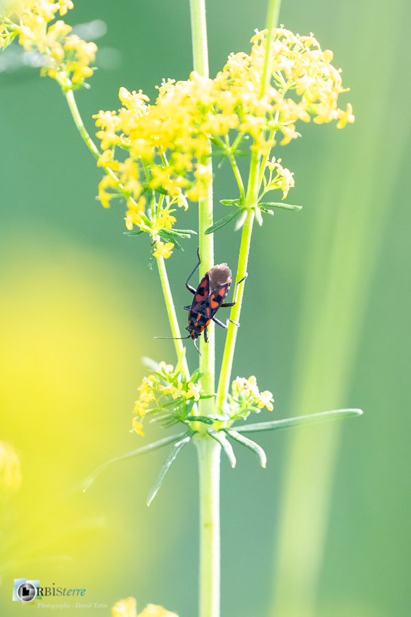 alpes de haute provence, faune, insecte, luberon, punaise des rochers, punaise à damier, revest-des-brousses__