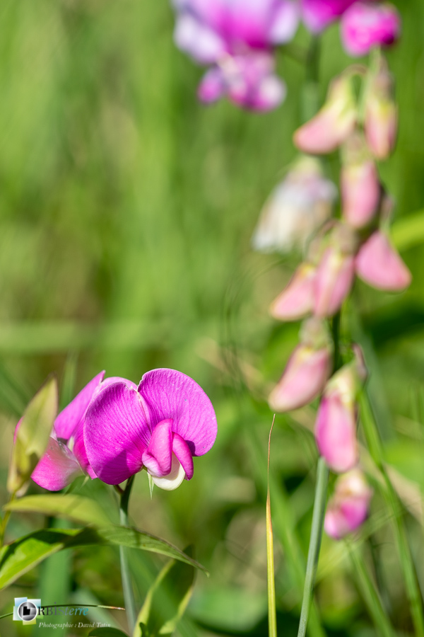 Lathyrus latifolius, alpes de haute provence, flore, luberon, pois de senteur, revest-des-brousses__