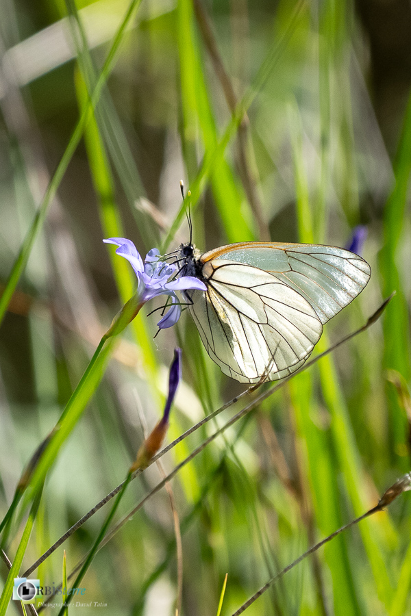 alpes de haute provence, aporia crataegi, faune, gazé, insecte, luberon, lépidoptère, papillon, revest-des-brousses__