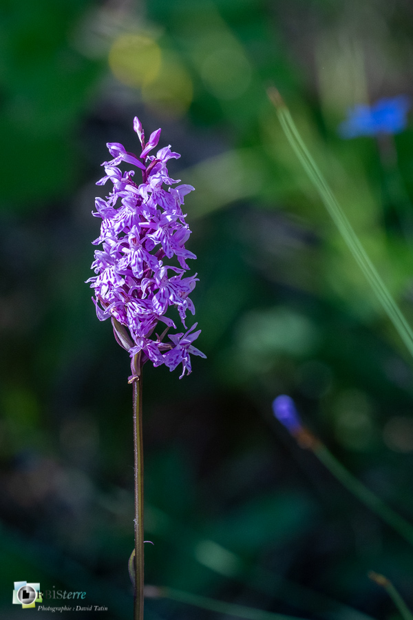 alpes de haute provence, dactylorhiza fuchsii, flore, luberon, orchidée, revest-des-brousses__