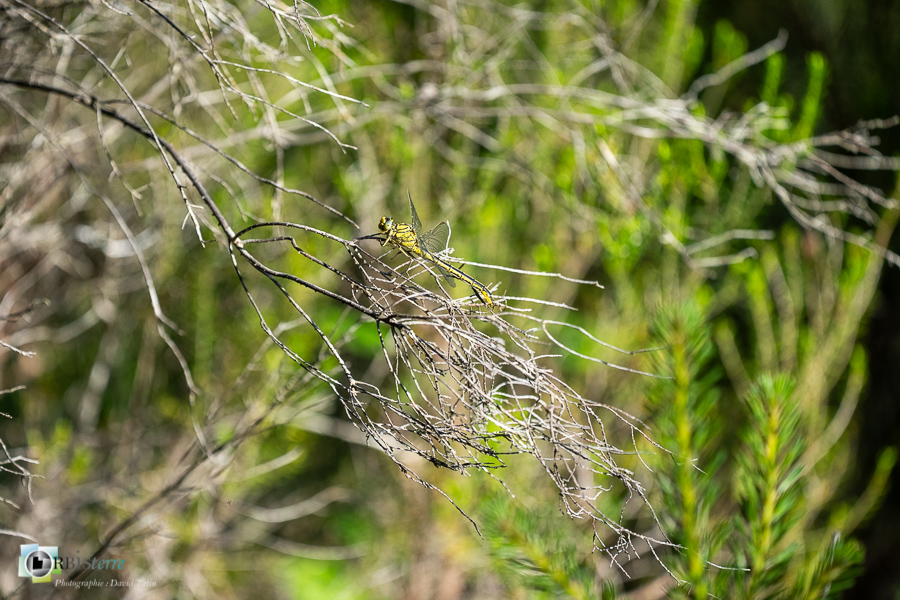 alpes de haute provence, faune, gomphe, insecte, libellule, luberon, odonate, revest-des-brousses__