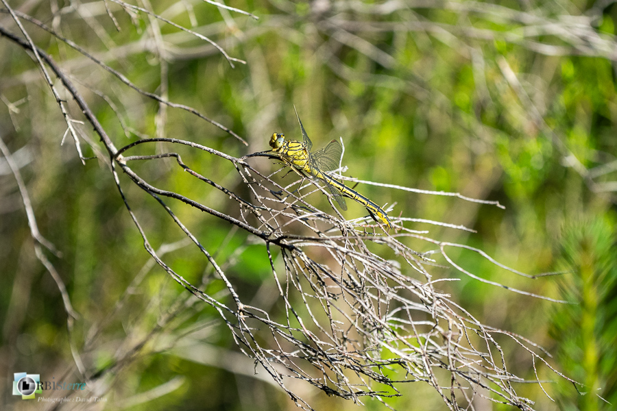 alpes de haute provence, faune, gomphe, insecte, libellule, luberon, odonate, revest-des-brousses__