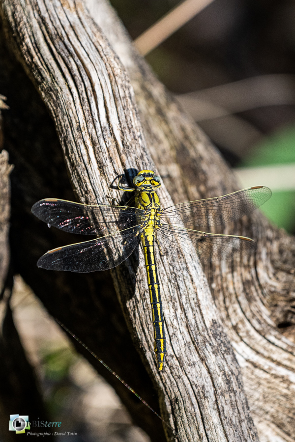 alpes de haute provence, faune, gomphe, insecte, libellule, luberon, odonate, revest-des-brousses__