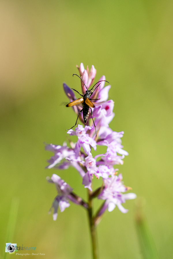 alpes de haute provence, coléoptère, dactylorhiza fuchsii, faune, flore, insecte, lepture, luberon, orchidée, revest-des-brousses__