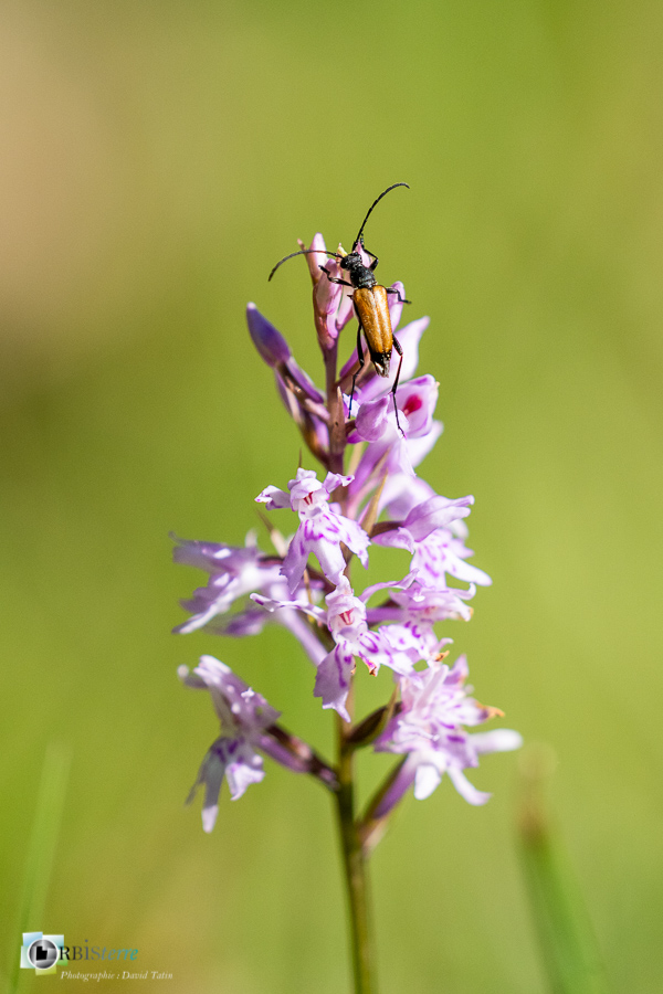 alpes de haute provence, coléoptère, dactylorhiza fuchsii, faune, flore, insecte, lepture, luberon, orchidée, revest-des-brousses__