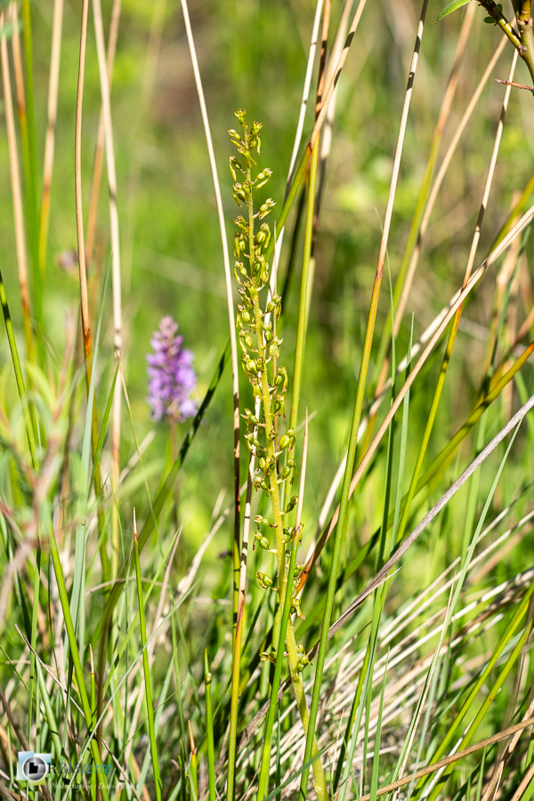 Neottia ovata, alpes de haute provence, flore, listera ovata, listère à feuilles ovales, luberon, orchidée, revest-des-brousses__