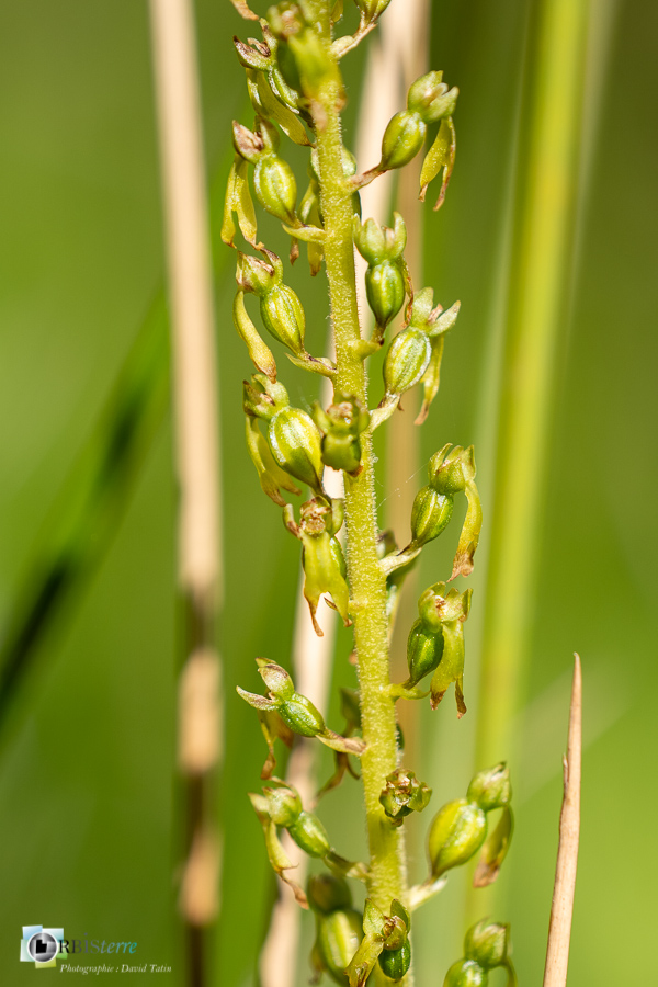 Neottia ovata, alpes de haute provence, flore, listera ovata, listère à feuilles ovales, luberon, orchidée, revest-des-brousses__