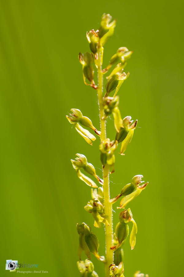 Neottia ovata, alpes de haute provence, flore, listera ovata, listère à feuilles ovales, luberon, orchidée, revest-des-brousses__