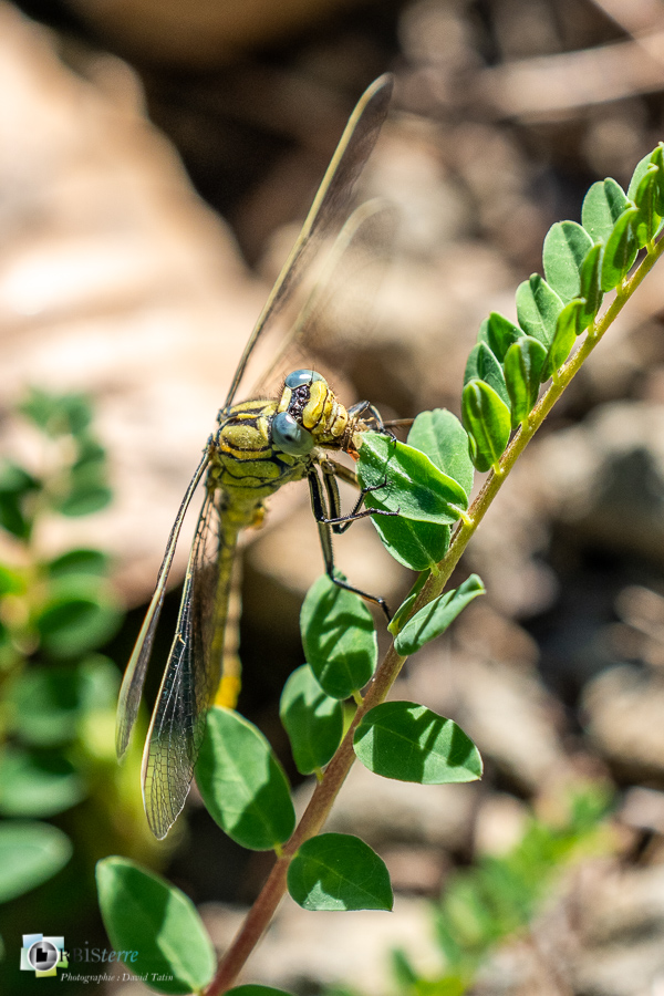 alpes de haute provence, faune, gomphe, insecte, libellule, luberon, odonate, revest-des-brousses__