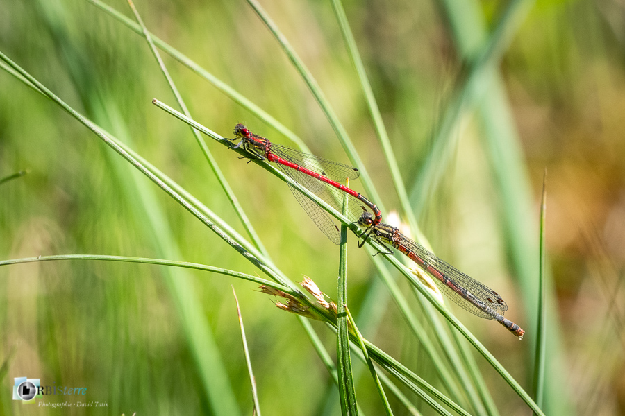 Pyrrhosoma nymphula, alpes de haute provence, faune, insecte, libellule, luberon, petite nymphe à corps de feu, revest-des-brousses__