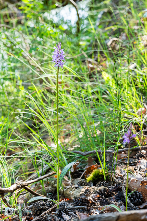 alpes de haute provence, dactylorhiza fuchsii, flore, luberon, orchidée, revest-des-brousses__