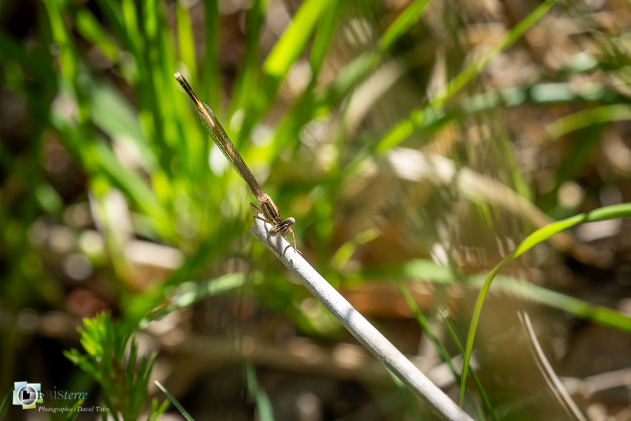 Platycnemis acutipennis, agrion orangé, alpes de haute provence, faune, insecte, libellule, luberon, odonate, revest-des-brousses__
