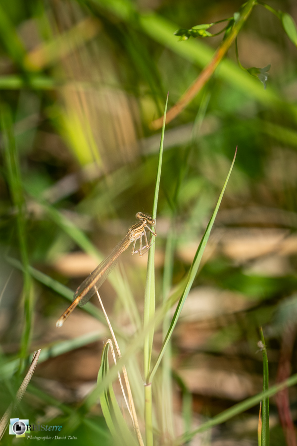 Platycnemis acutipennis, agrion orangé, alpes de haute provence, faune, insecte, libellule, luberon, odonate, revest-des-brousses__